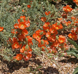 Scarlet Globemallow Yerba De la Negrita Herb Flowers